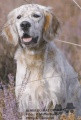 Setter Anglais ALMER DU MAS D'EYRAUD Setter Anglais ALMER DU MAS D'EYRAUD
